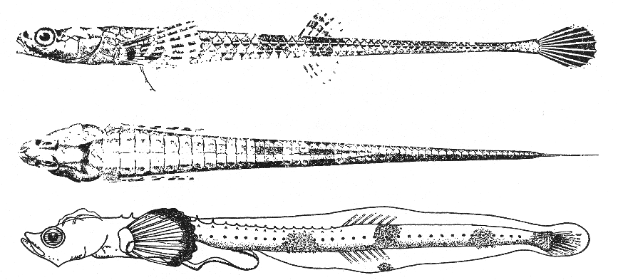 Alligatorfish (Aspidophoroides monopterygius)