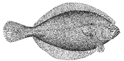 Canadian plaice, or Dab (Hippoglossoides platessoides)