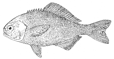 Barrelfish (Palinurichthys perciformis)