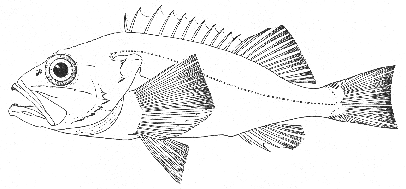 Black-bellied rosefish (Helicolenus dactylopterus)
