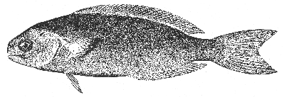 Black Ruff (Centrolophus niger)