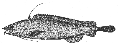 Blue hake (Antimora rostrata)