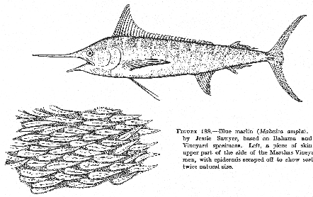 Blue marlin (Makaira ampla)