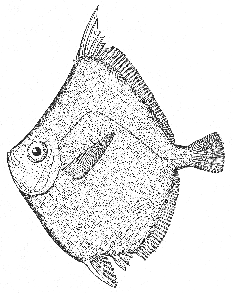 Boarfish (Antigonia capros)