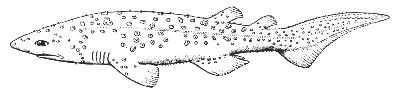 Bramble shark (Echinorhinus brucus)