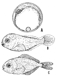 Butterfish (Poronotus triacanthus). Egg, larva, and fry.