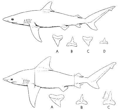  Dusky shark (Carcharhinus obscurus) and Brown shark (Carcharhinus milberti)
