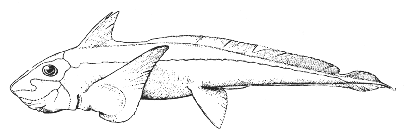Chimaera (Hydrolagus affinis)