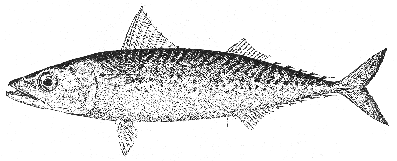 Chub mackerel (Pneumatophorus colias)