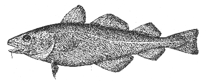 Cod (Gadus callarias)