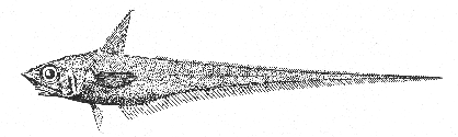 Common grenadier (Macrourus bairdii)