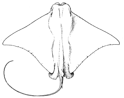 Cow-nosed ray (Rhinoptera bonasus)