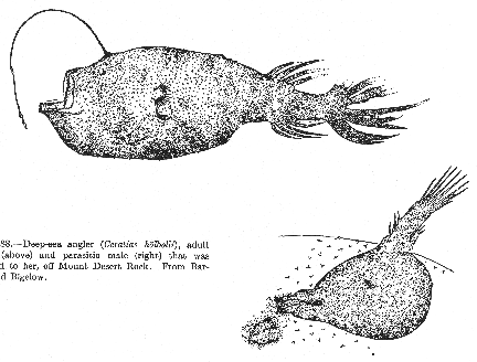 Deep sea angler (Ceratias hölbolli)