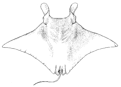 Devil ray (Manta birostris)