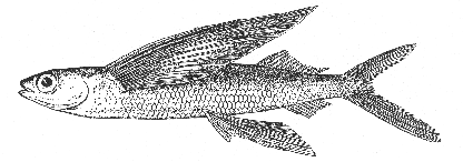 Flying Fish (Cypselurus heterurus)