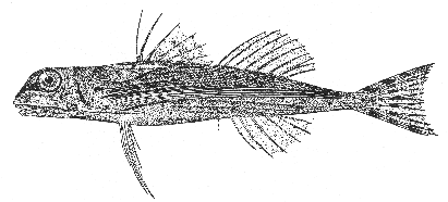Flying Gurnard (Dactylopterus volitans)