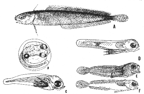 Rockling (Enchelyopus cimbrius): Adult, egg, larva, and fry.