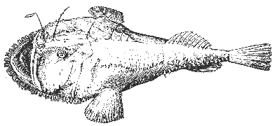 Goosefish (Lophius americanus)