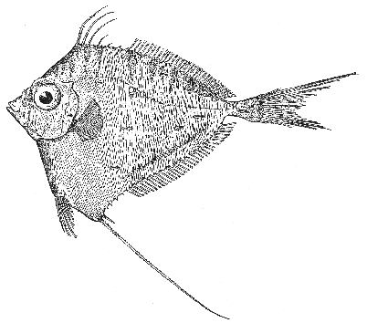 Grammicolepid (Xenolepidichthys americanus)