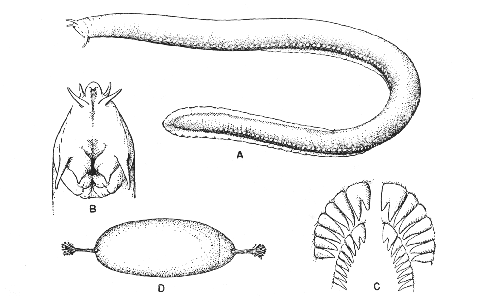 Hagfish (Myxine glutinosa)