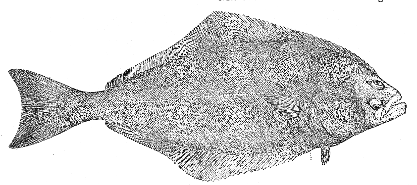 Atlantic halibut (Hippoglossus hippoglossus)