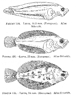 Halibut (Hippoglossus hippoglossus), larvae.