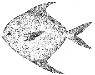 Harvestfish (Peprilus alepidotus)