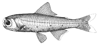 Headlight fish (Diaphus effulgens)