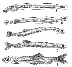 Larval stages of the herring