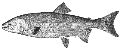 Humpback salmon (Oncorhynchus gorbuscha)