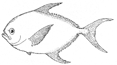 Johnson's Sea Bream (Taractes princeps)