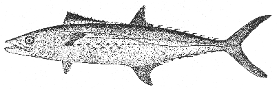 King mackerel (Scomberomorus regalis)
