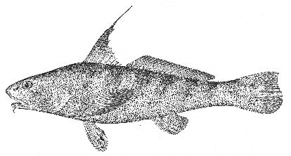 Kingfish (Menticirrhus saxatilis)