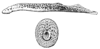 Sea lamprey (Petromyzon marinus)