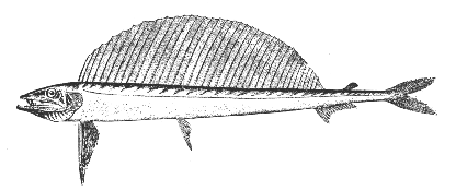 Lancetfish (Alepisaurus ferox)