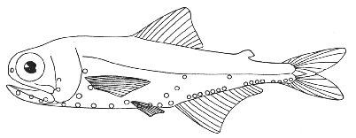 Lanternfish (Myctophum affine)