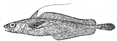 Long-finned hake (Urophycis chesteri)