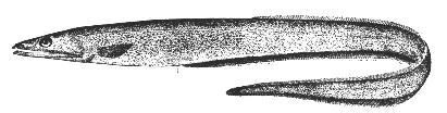 Long-nosed eel (Synaphobranchus pinnatus)