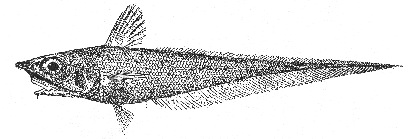 Long-nosed grenadier (Coelorhynchus carminatus)
