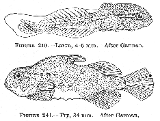 Lumpfish (Cyclopterus lumpus), larva and fry.