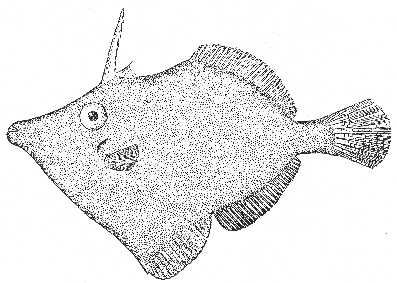 Filefish (Monacanthus ciliatus)