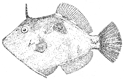 Filefish (Monacanthus hispidus)