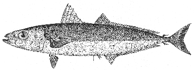 Mackerel scad (Decapterus macarellus)