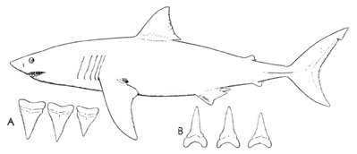 Maneater (Carcharodon carcharias)