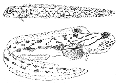 Ocean pout (Macrozoarces americanus)