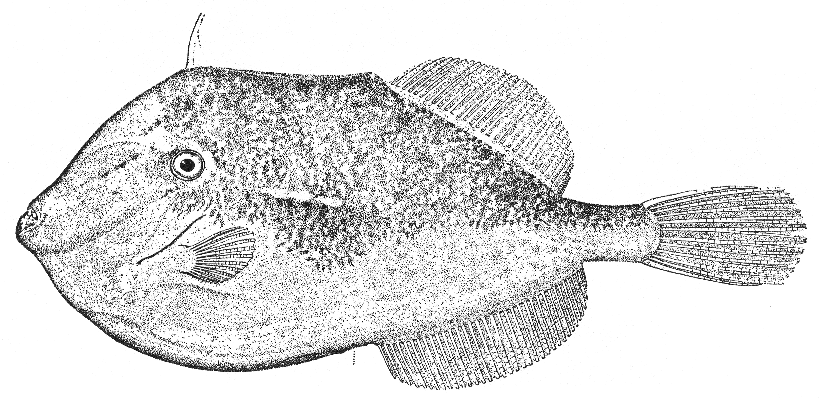 Orange filefish (Alutera schoepfii)