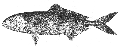 Pilotfish (Naucrates ductor)