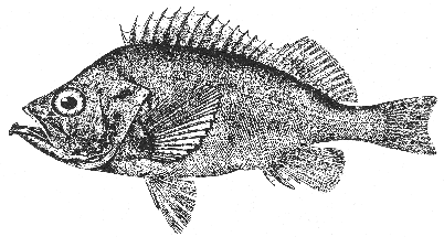 Rosefish (Sebastes marinus)