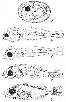 Rosefish (Sebastes marinus) egg, larvae, and fry