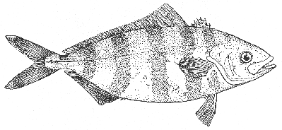 Rudderfish (Seriola zonata)